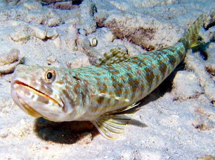 Sand Diver
